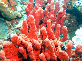 Red Tube Sponge IMG 6401